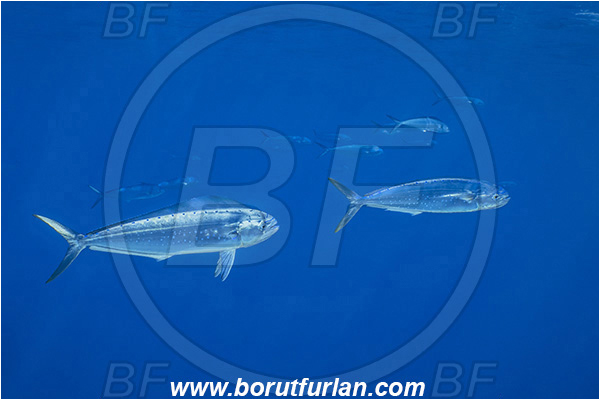 Molunat, Croatia, Adriatic sea, Mediterranean sea, Coryphaena hippurus, Coryphaena, Coryphaenidae, Fish, Common dolphinfish, Dolphinfish