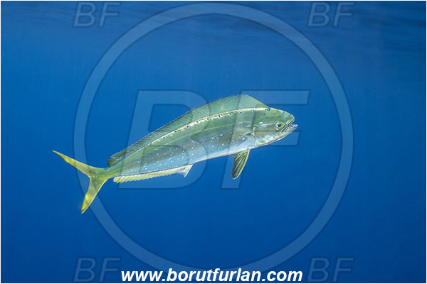 Molunat, Croatia, Adriatic sea, Mediterranean sea, Coryphaena hippurus, Coryphaena, Coryphaenidae, Fish, Common dolphinfish, Dolphinfish