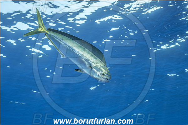 Molunat, Croatia, Adriatic sea, Mediterranean sea, Coryphaena hippurus, Coryphaena, Coryphaenidae, Fish, Common dolphinfish, Dolphinfish