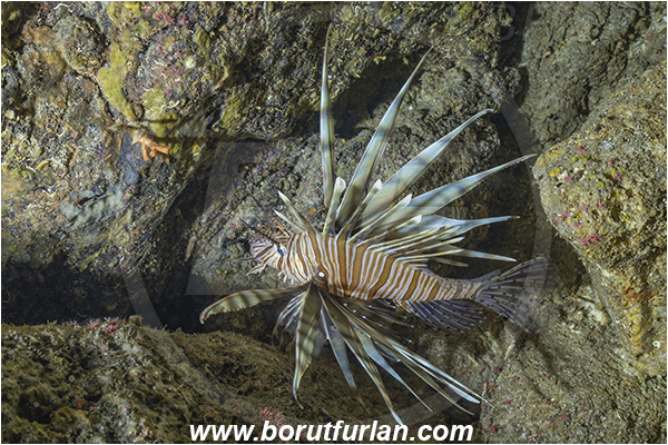 Island Susac, Croatia, Adriatic sea, Mediterranean sea, Cave, Pterois miles, Pterois, Scorpaenidae, Devil Firefish, Lionfish, Fish