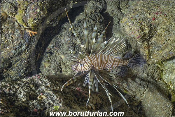 Island Susac, Croatia, Adriatic sea, Mediterranean sea, Cave, Pterois miles, Pterois, Scorpaenidae, Devil Firefish, Lionfish, Fish