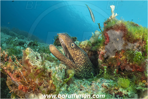 Island Korcula, Croatia, Adriatic sea, Mediterranean sea, Muraena helena, Muraena, Muraenidae, Mediterranean moray, Moray, Fish, Portrait, Reef