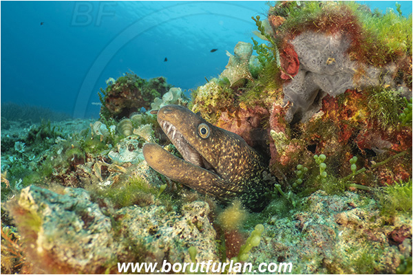 Island Korcula, Croatia, Adriatic sea, Mediterranean sea, Muraena helena, Muraena, Muraenidae, Mediterranean moray, Moray, Fish, Portrait, Reef
