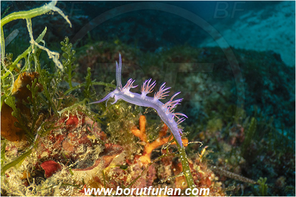 Island Korcula, Croatia, Adriatic sea, Mediterranean sea, Flabellina affinis, Flabellina, Flabellinidae, Pink Flabellina, Mediterranean flabellina, Nudibranch, Sea slug, Gastropoda, Mollusca