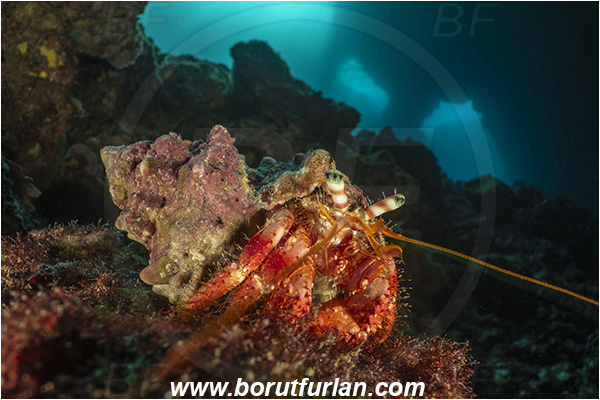 Island Korcula, Croatia, Adriatic sea, Mediterranean sea, Dardanus calidus, Dardanus, Diogenidae, Crustacea, Crustacean, Red hermit crab, Hermit crab, Crab, Cave