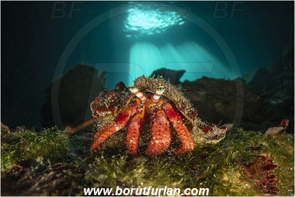 Island Korcula, Croatia, Adriatic sea, Mediterranean sea, Dardanus calidus, Dardanus, Diogenidae, Crustacea, Crustacean, Red hermit crab, Hermit crab, Crab, Cave
