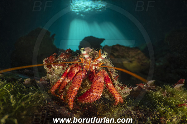 Island Korcula, Croatia, Adriatic sea, Mediterranean sea, Dardanus calidus, Dardanus, Diogenidae, Crustacea, Crustacean, Red hermit crab, Hermit crab, Crab, Cave