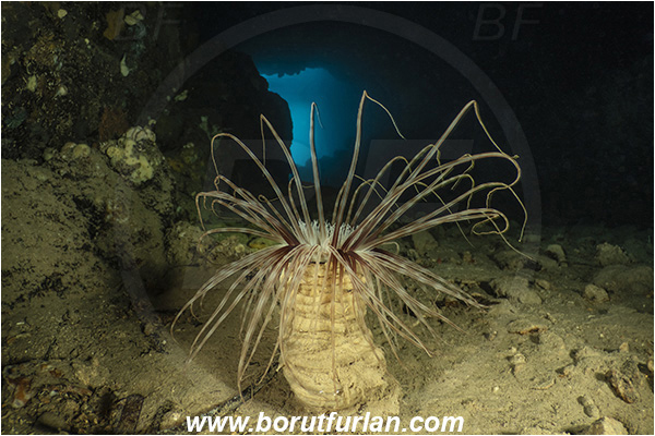 Island Korcula, Croatia, Adriatic sea, Mediterranean sea, Cerianthus membranaceus, Cerianthus, Cerianthidae, Cylinder anemone, Tube dwelling anemone, Tube anemone, Anemone, Anthozoa, Cnidaria, Cnidarian, Cave