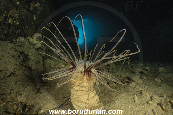 Island Korcula, Croatia, Adriatic sea, Mediterranean sea, Cerianthus membranaceus, Cerianthus, Cerianthidae, Cylinder anemone, Tube dwelling anemone, Tube anemone, Anemone, Anthozoa, Cnidaria, Cnidarian, Cave