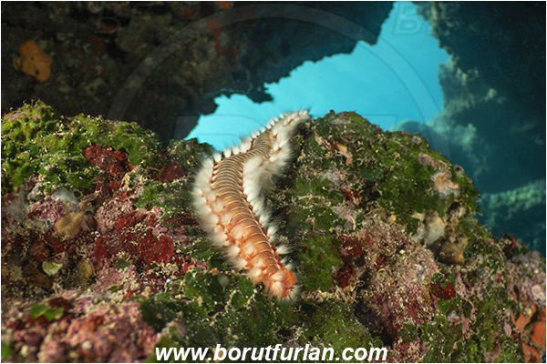 Island Korcula, Croatia, Adriatic sea, Mediterranean sea, Hermodice carunculata, Hermodice, Amphinomidae, Bearded fireworm, Fireworm, Worm, Polychaeta, Cave