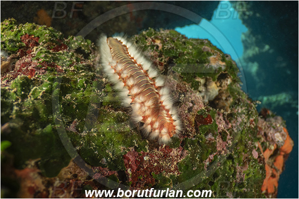 Island Korcula, Croatia, Adriatic sea, Mediterranean sea, Hermodice carunculata, Hermodice, Amphinomidae, Bearded fireworm, Fireworm, Worm, Polychaeta, Cave