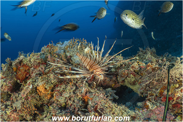 Island Korcula, Croatia, Adriatic sea, Mediterranean sea, Reef, Pterois miles, Pterois, Scorpaenidae, Devil Firefish, Lionfish, Fish