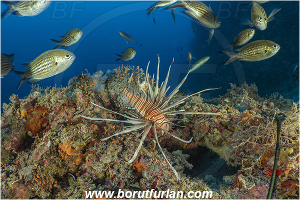 Island Korcula, Croatia, Adriatic sea, Mediterranean sea, Reef, Pterois miles, Pterois, Scorpaenidae, Devil Firefish, Lionfish, Fish