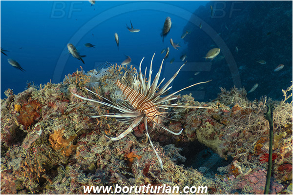Island Korcula, Croatia, Adriatic sea, Mediterranean sea, Reef, Pterois miles, Pterois, Scorpaenidae, Devil Firefish, Lionfish, Fish