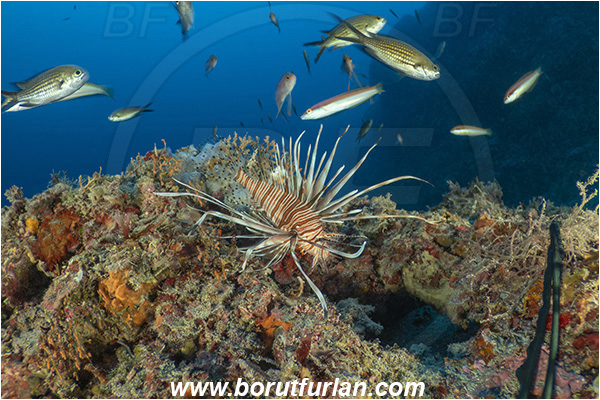 Island Korcula, Croatia, Adriatic sea, Mediterranean sea, Reef, Pterois miles, Pterois, Scorpaenidae, Devil Firefish, Lionfish, Fish