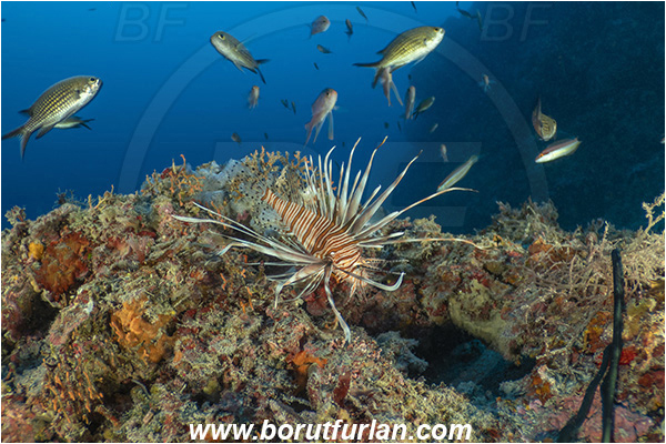 Island Korcula, Croatia, Adriatic sea, Mediterranean sea, Reef, Pterois miles, Pterois, Scorpaenidae, Devil Firefish, Lionfish, Fish
