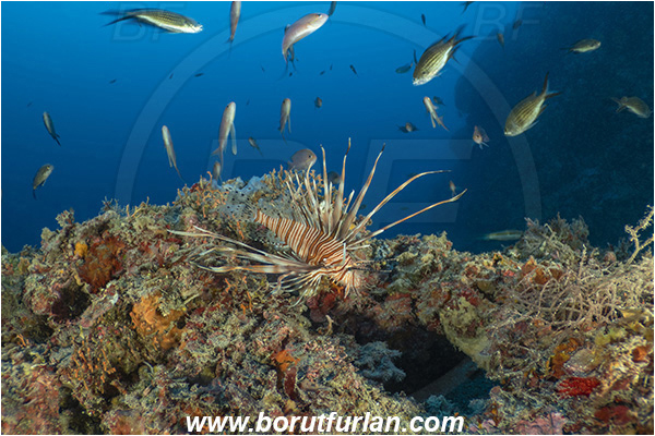 Island Korcula, Croatia, Adriatic sea, Mediterranean sea, Reef, Pterois miles, Pterois, Scorpaenidae, Devil Firefish, Lionfish, Fish
