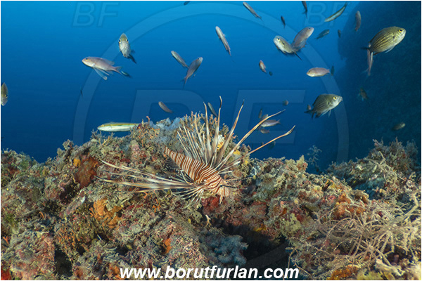 Island Korcula, Croatia, Adriatic sea, Mediterranean sea, Reef, Pterois miles, Pterois, Scorpaenidae, Devil Firefish, Lionfish, Fish