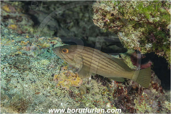 Island Korcula, Croatia, Adriatic sea, Mediterranean sea, Epinephelus costae, Epinephelus, Serranidae, Goldblotch grouper, Golden grouper, Grouper, Fish