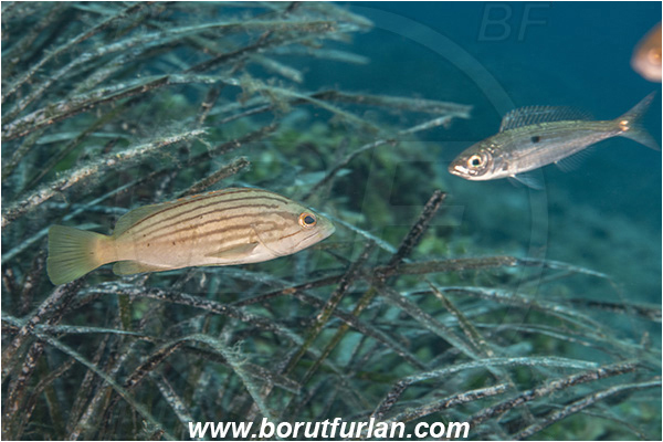 Island Korcula, Croatia, Adriatic sea, Mediterranean sea, Epinephelus costae, Epinephelus, Serranidae, Goldblotch grouper, Golden grouper, Grouper, Fish