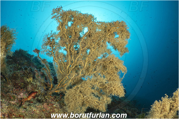 Island Korcula, Croatia, Adriatic sea, Mediterranean sea, Paramuricea clavata, Paramuricea, Plexauridae, Mediterranean gorgonian, Sea fan, Coral, Cnidaria, Cnidarian, Reef, Dead