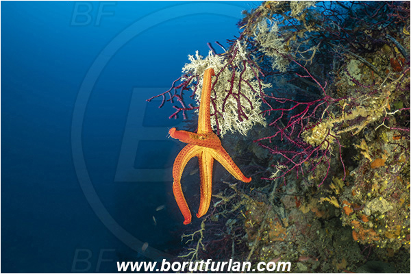 Island Korcula, Croatia, Adriatic sea, Mediterranean sea, Hacelia attenuata, Hacelia, Ophidiasteridae, Smooth starfish, Strafish, Asteroidea, Echinodermata, Echinoderm