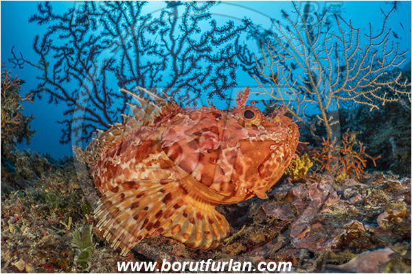 Island Korcula, Croatia, Adriatic sea, Mediterranean sea, Scorpaena scrofa, Scorpaena, Scorpaenidae, Great red scorpionfish, Scorpionfish, Fish