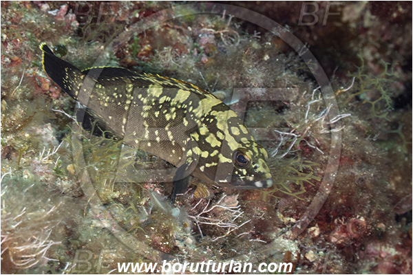 Island Korcula, Croatia, Adriatic sea, Mediterranean sea, Epinephelus marginatus, Epinephelus, Serranidae, Dusky grouper, Grouper, Fish, Juvenile