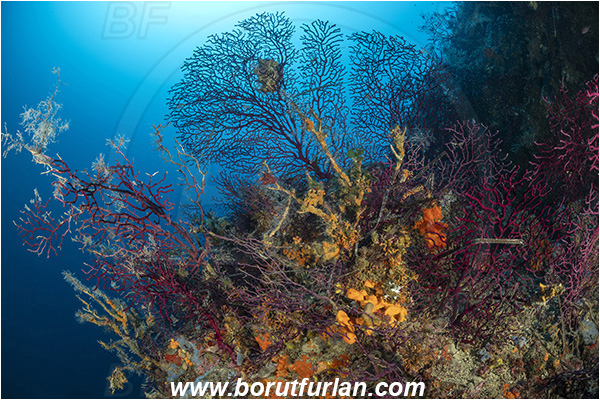 Island Korcula, Croatia, Adriatic sea, Mediterranean sea, Paramuricea clavata, Paramuricea, Plexauridae, Mediterranean gorgonian, Sea fan, Coral, Cnidaria, Cnidarian, Reef, Dying