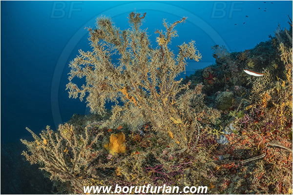 Island Korcula, Croatia, Adriatic sea, Mediterranean sea, Paramuricea clavata, Paramuricea, Plexauridae, Mediterranean gorgonian, Sea fan, Coral, Cnidaria, Cnidarian, Reef, Dead