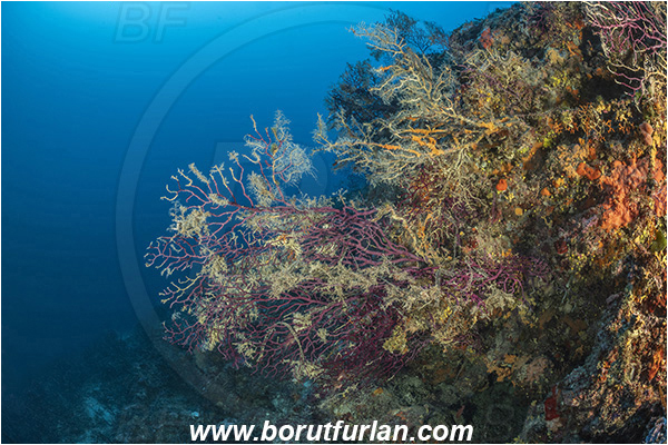 Island Korcula, Croatia, Adriatic sea, Mediterranean sea, Paramuricea clavata, Paramuricea, Plexauridae, Mediterranean gorgonian, Sea fan, Coral, Cnidaria, Cnidarian, Reef, Dying