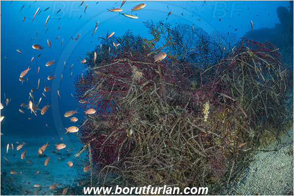 Island Korcula, Croatia, Adriatic sea, Mediterranean sea, Paramuricea clavata, Paramuricea, Plexauridae, Mediterranean gorgonian, Sea fan, Coral, Cnidaria, Cnidarian, Dead sea grass, Anthias anthias, Anthias, Serranidae, Swallowtail seaperch, Seaperch, Fish, Fish school