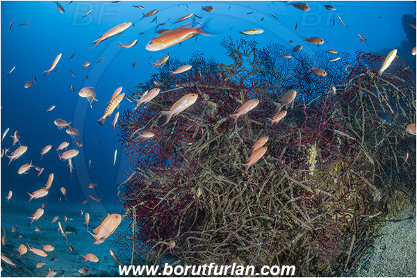 Island Korcula, Croatia, Adriatic sea, Mediterranean sea, Paramuricea clavata, Paramuricea, Plexauridae, Mediterranean gorgonian, Sea fan, Coral, Cnidaria, Cnidarian, Dead sea grass, Anthias anthias, Anthias, Serranidae, Swallowtail seaperch, Seaperch, Fish, Fish school