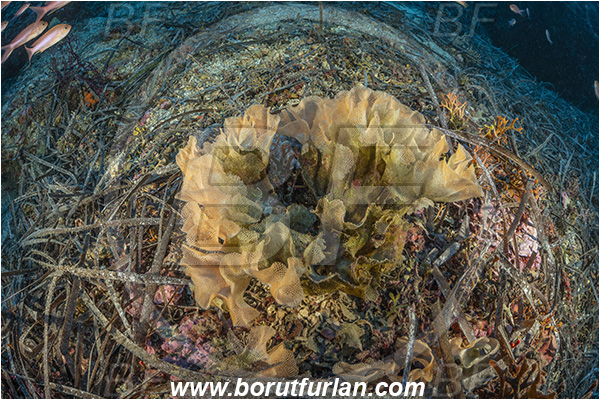 Island Korcula, Croatia, Adriatic sea, Mediterranean sea, Reteporella beaniana, Reteporella, Phidoloporidae, Bryozoa, Bryozoan