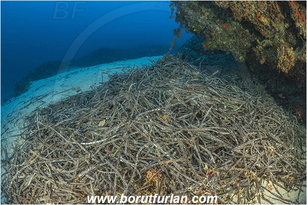Island Korcula, Croatia, Adriatic sea, Mediterranean sea, Reef, Posidonia oceanica, Posidonia, Posidoniaceae, Seagrass, Dead, Dead sea grass