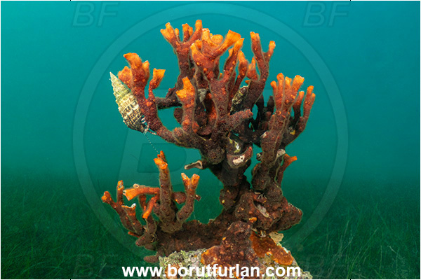 Ankaran, Slovenia, Adriatic sea, Mediterranean sea, Schizobrachiella sanguinea, Schizobrachiella, Schizoporellidae, Red encrusting bryozoan, Bryozoa, Bryozoan, Sea grass