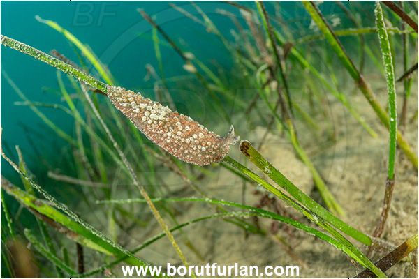 Ankaran, Slovenia, Adriatic sea, Mediterranean sea, Thysanozoon brocchii, Thysanozoon, Pseudocerotidae, Carpet flatworm, Flatworm, Platyhelminthes, Sea grass