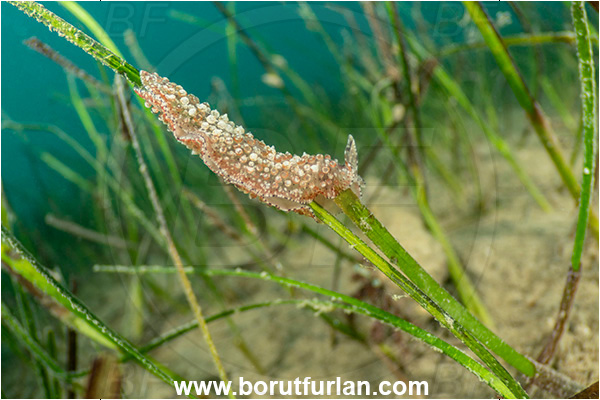 Ankaran, Slovenia, Adriatic sea, Mediterranean sea, Thysanozoon brocchii, Thysanozoon, Pseudocerotidae, Carpet flatworm, Flatworm, Platyhelminthes, Sea grass