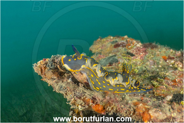 Ankaran, Slovenia, Adriatic sea, Mediterranean sea, Felimare picta, Felimare, Chromodorididae, Painted dorid, Nudibranch, Sea slug, Gastropoda, Mollusca