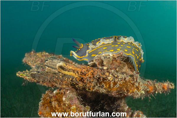 Ankaran, Slovenia, Adriatic sea, Mediterranean sea, Felimare picta, Felimare, Chromodorididae, Painted dorid, Nudibranch, Sea slug, Gastropoda, Mollusca