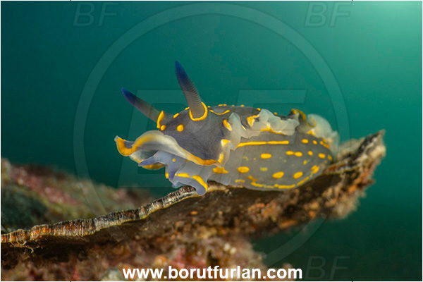 Ankaran, Slovenia, Adriatic sea, Mediterranean sea, Felimare picta, Felimare, Chromodorididae, Painted dorid, Nudibranch, Sea slug, Gastropoda, Mollusca