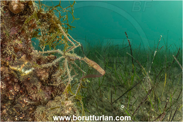 Ankaran, Slovenia, Adriatic sea, Mediterranean sea, Macropodia longirostris, Macropodia, Inachidae, Decapoda, Crustacea, Crustacean, Spider Crab, Crab, Sea grass