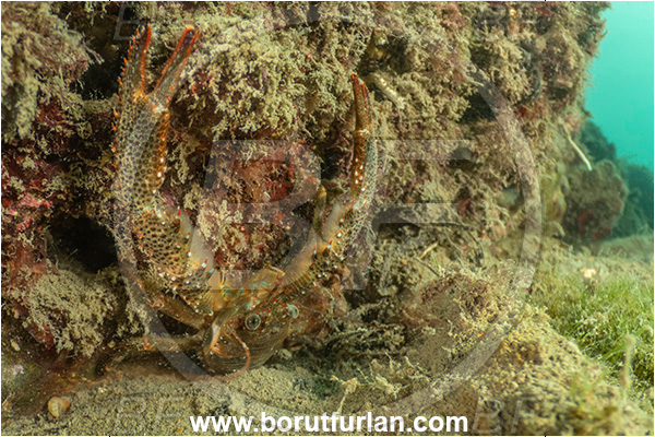 Ankaran, Slovenia, Adriatic sea, Mediterranean sea, Galathea squamifera, Galathea, Galatheidae, Decapoda, Black squat lobster, Squat lobster, Crustacea, Crustacean