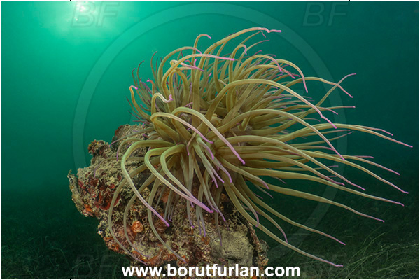 Ankaran, Slovenia, Adriatic sea, Mediterranean sea, Anemonia sulcata, Anemonia, Actiniidae, Mediterranean snakelocks sea anemone, Anemone, Anthozoa, Cnidaria, Cnidarian