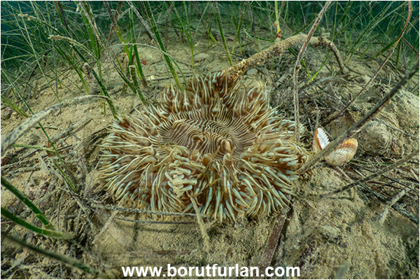 Ankaran, Slovenia, Adriatic sea, Mediterranean sea, Cereus pedunculatus, Cereus, Sagartiidae, Daisy anemone, Anemone, Anthozoa, Cnidaria, Cnidarian, Sea grass
