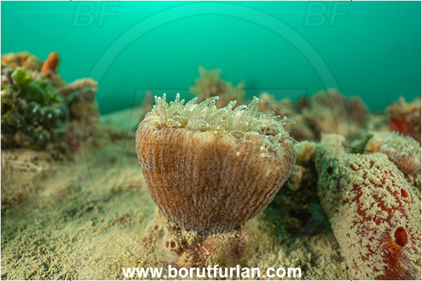 Ankaran, Slovenia, Adriatic sea, Mediterranean sea, Balanophyllia italica, Balanophyllia, Dendrophylliidae, Cup coral, Coral, Anthozoa, Cnidaria, Cnidarian