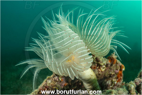 Ankaran, Slovenia, Adriatic sea, Mediterranean sea, Protula tubularia, Protula, Serpulidae, White-Tufted Worm, Red-spotted horseshoe, Worm, Polychaeta