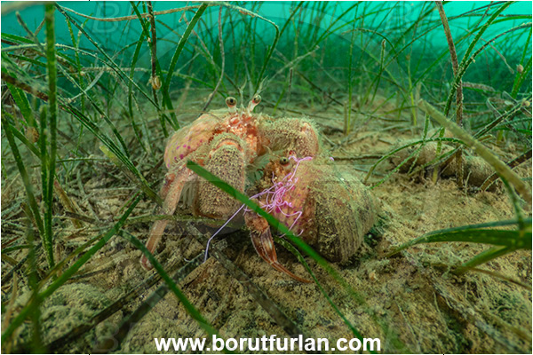 Ankaran, Slovenia, Adriatic sea, Mediterranean sea, Pagurus prideaux, Pagurus, Paguridae, Crustacea, Crustacean, Anemone hermit crab, Hermit crab, Crab, Sea grass