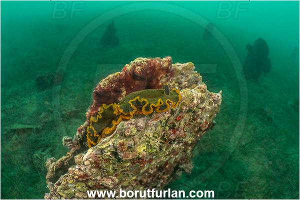 Ankaran, Slovenia, Adriatic sea, Mediterranean sea, Dendrodoris limbata, Dendrodoris, Dendrodorididae, Dorid nudibranch, Yellow lined dendrodoris, Nudibranch, Sea slug, Gastropoda, Mollusca