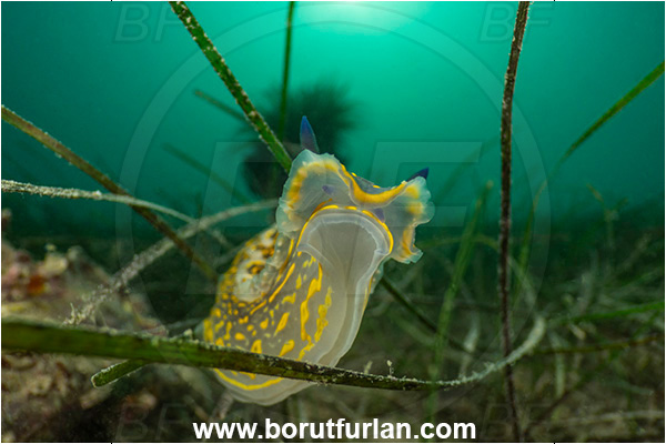 Ankaran, Slovenia, Adriatic sea, Mediterranean sea, Felimare picta, Felimare, Chromodorididae, Painted dorid, Nudibranch, Sea slug, Gastropoda, Mollusca, Portrait